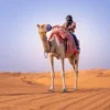 Personne à dos de chameau dans un désert de safari à Dubaï
